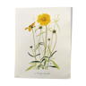 Vintage botanical plate from 1962 - Coreopsis - Plant engraving - Watercolor M.Rollinat