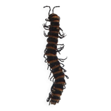 Canadian tiger centipede resin insect
