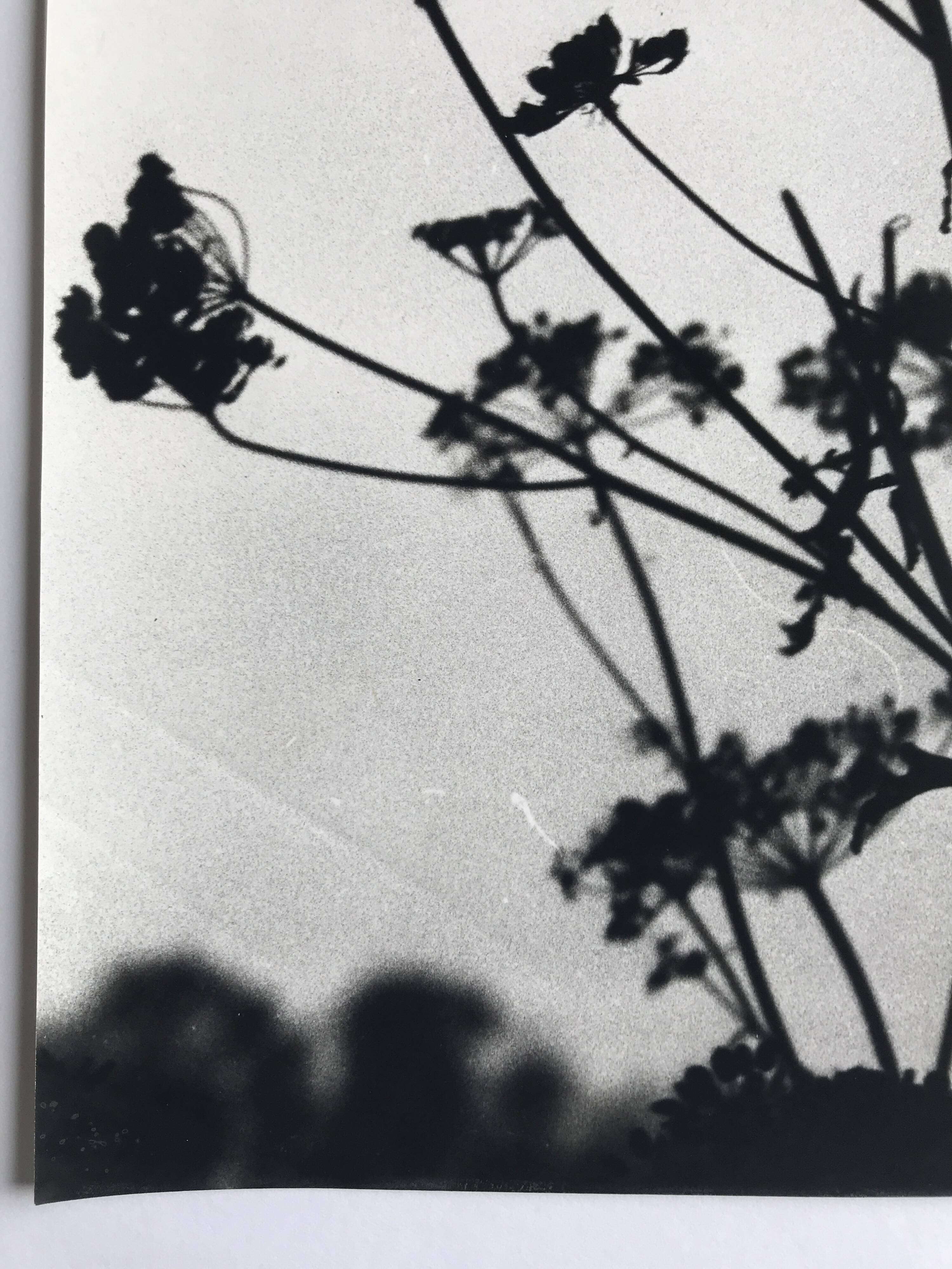 Rosine NUSIMOVICI, Untitled (Umbelliferae), c 1980. Black and white silver print