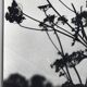 Rosine NUSIMOVICI, Untitled (Umbelliferae), c 1980. Black and white silver print