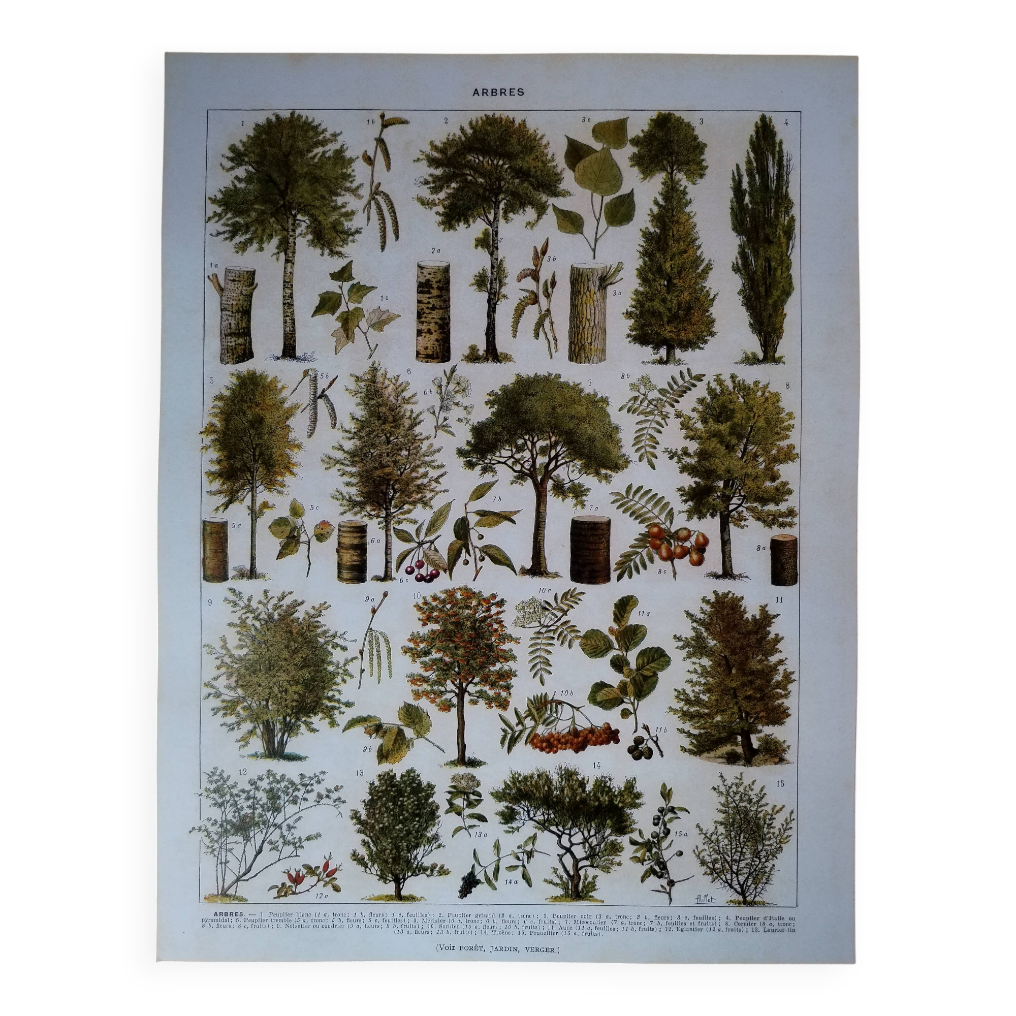 Original lithograph on trees