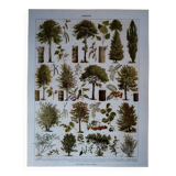 Original lithograph on trees