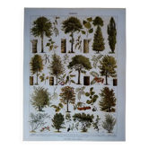 Lithographie originale sur les arbres
