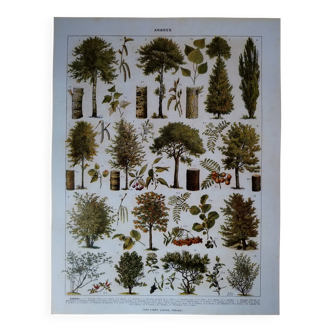 Original lithograph on trees