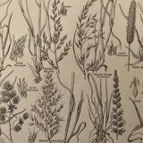 Lithograph on flowers and meadow flowers - 1920