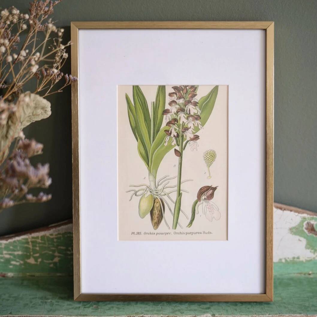 Botany under frame Purple Orchid