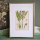 Botany under frame Purple Orchid