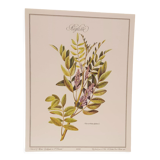 Licorice Botanical Board