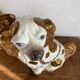 Chien Straffordshire , cavalier King, Charles