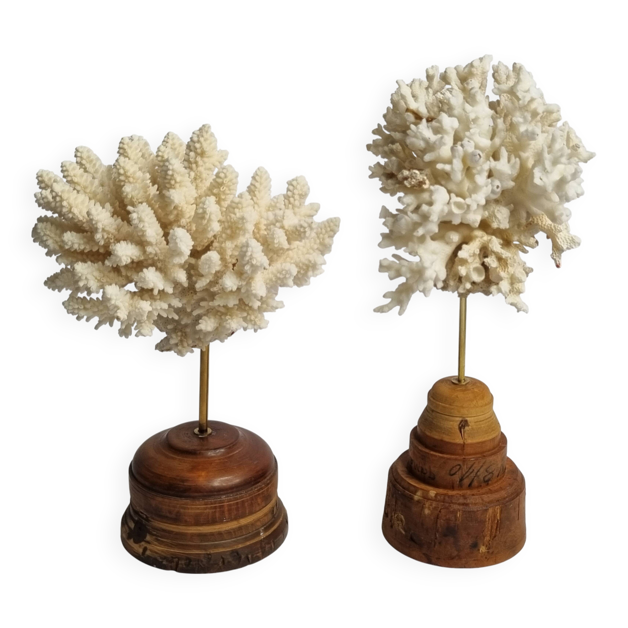 Paire d'anciens coraux blancs sur socles en bois industriel, 21 cm