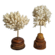 Paire d'anciens coraux blancs sur socles en bois industriel, 21 cm