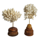 Pair of antique white corals on industrial wooden bases, 21 cm