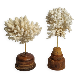 Pair of antique white corals on industrial wooden bases, 21 cm