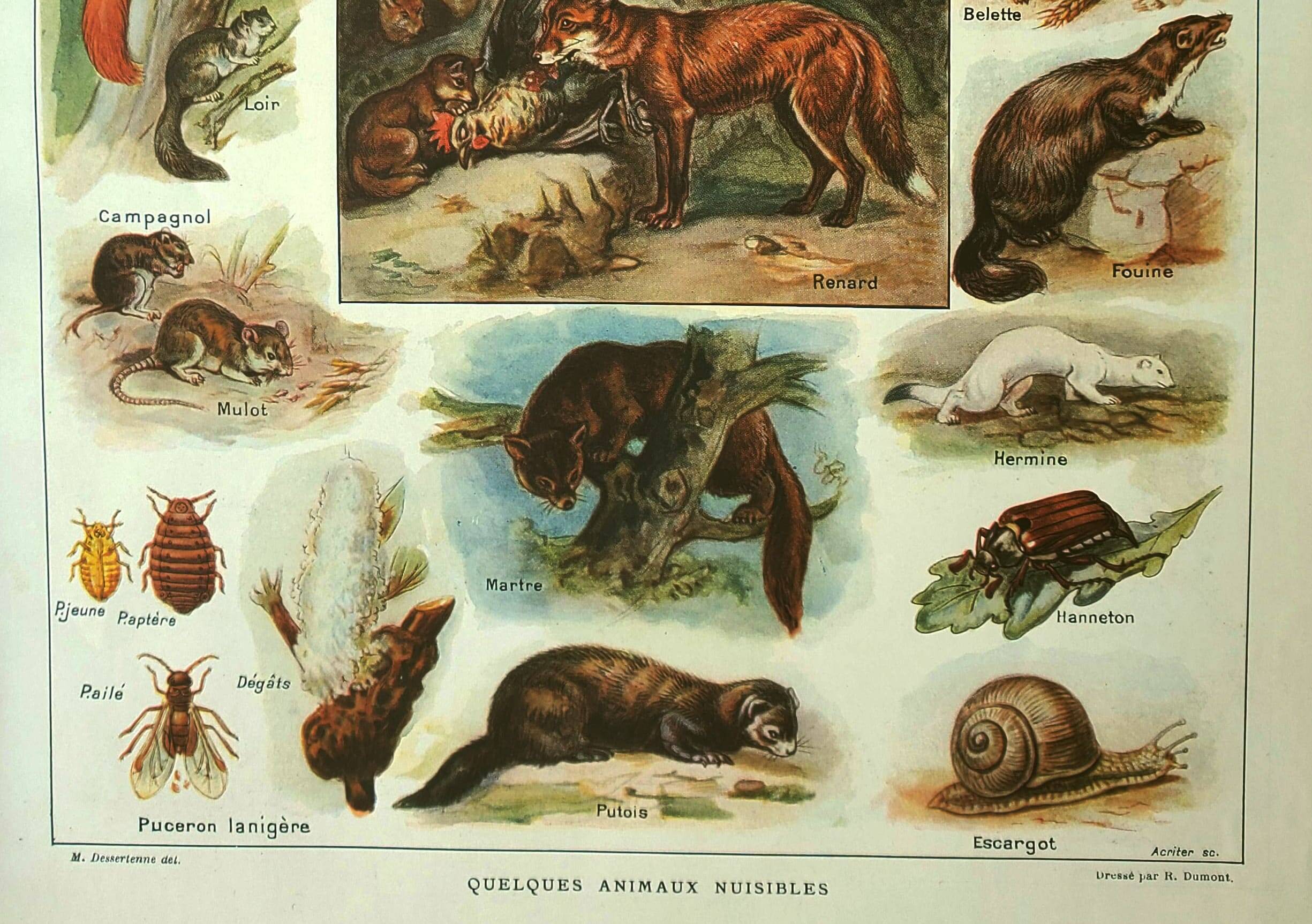 Old lithograph 1921 M. Dessertenne - Wild animals called "harmful"