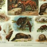 Old lithograph 1921 M. Dessertenne - Wild animals called "harmful"