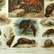 Old lithograph 1921 M. Dessertenne - Wild animals called "harmful"