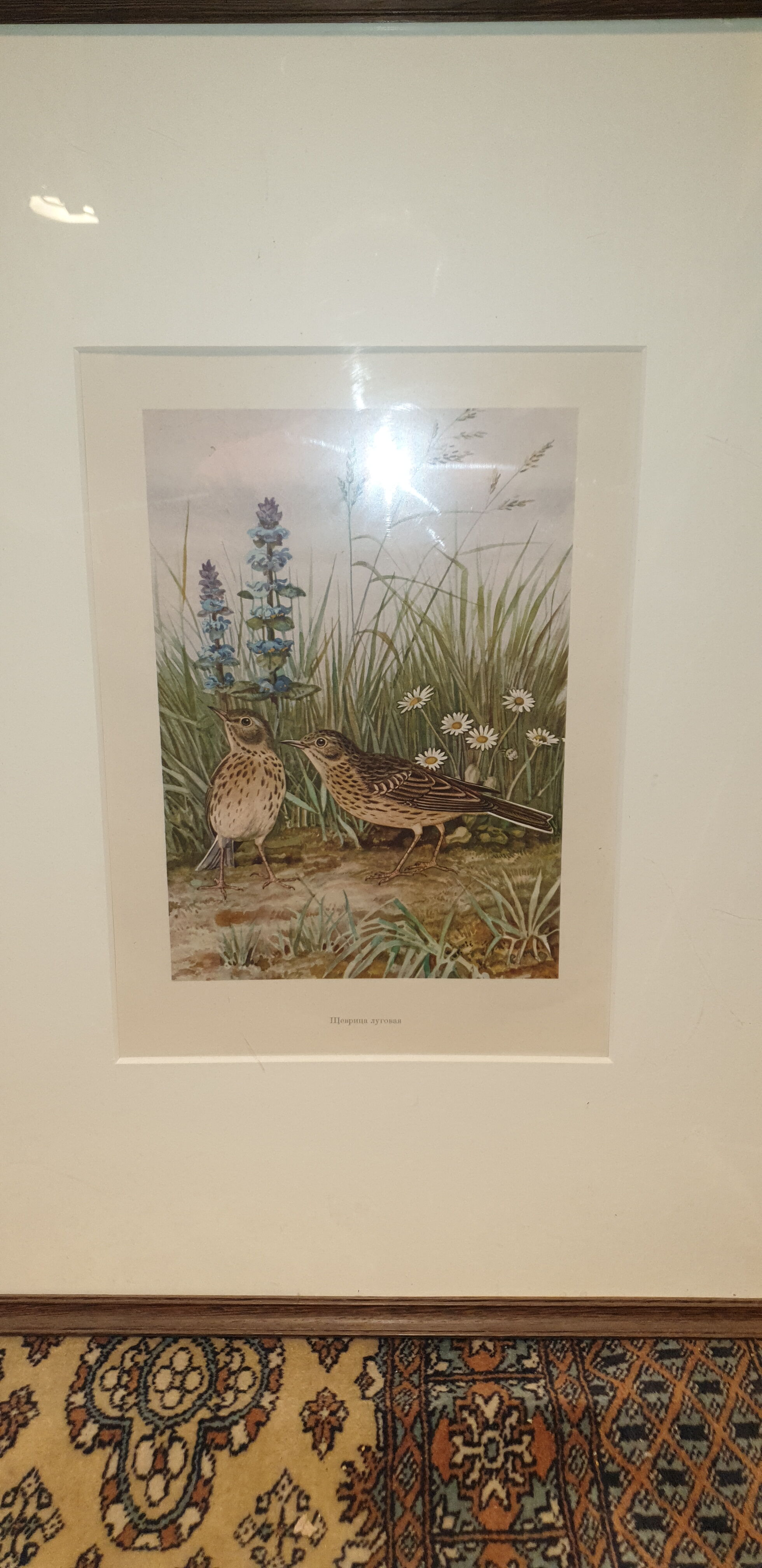 Ornithological engraving