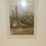 Ornithological engraving