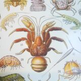 Lithograph on crustaceans from 1928