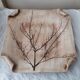 Herbarium cut dish