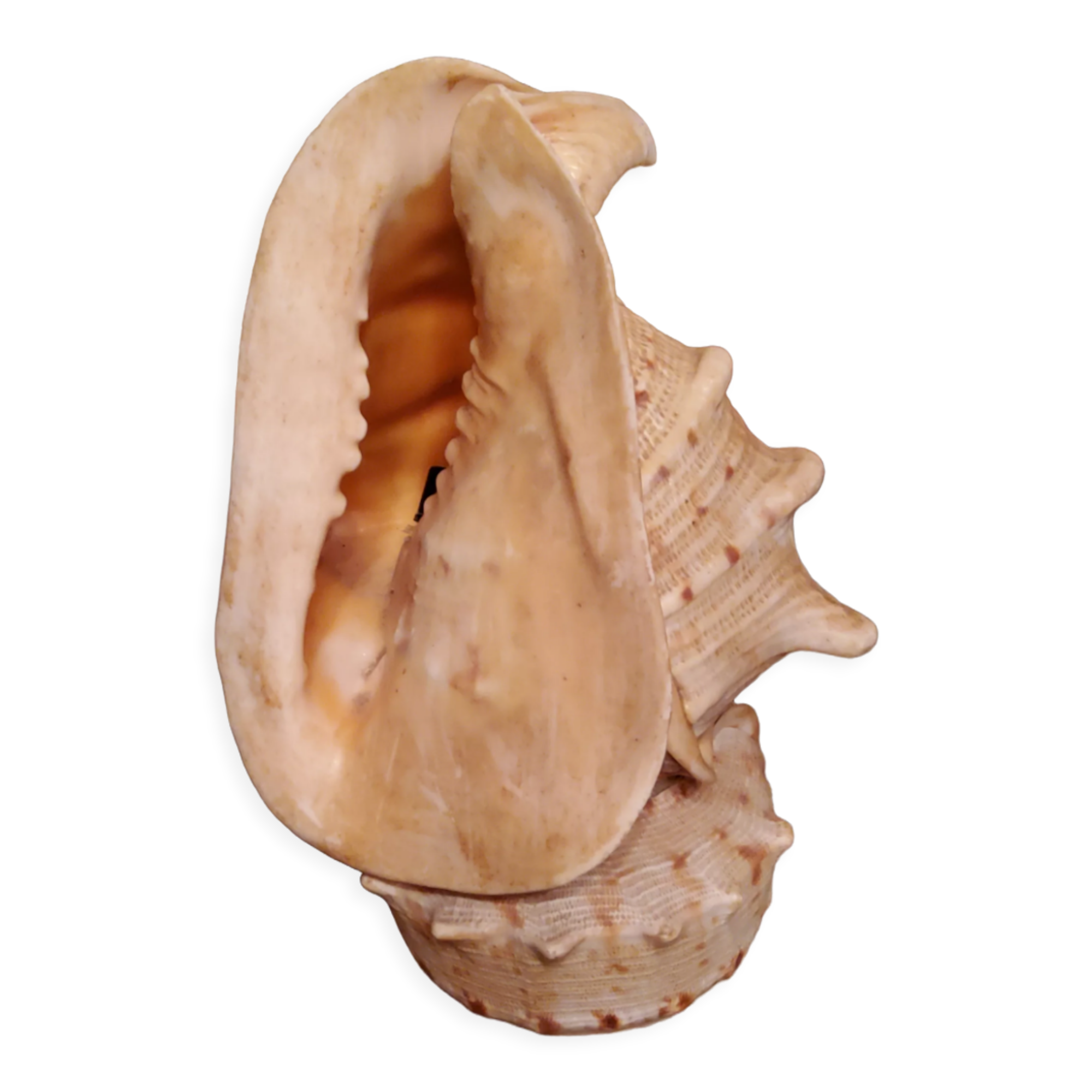 Shell lamp from the 50s