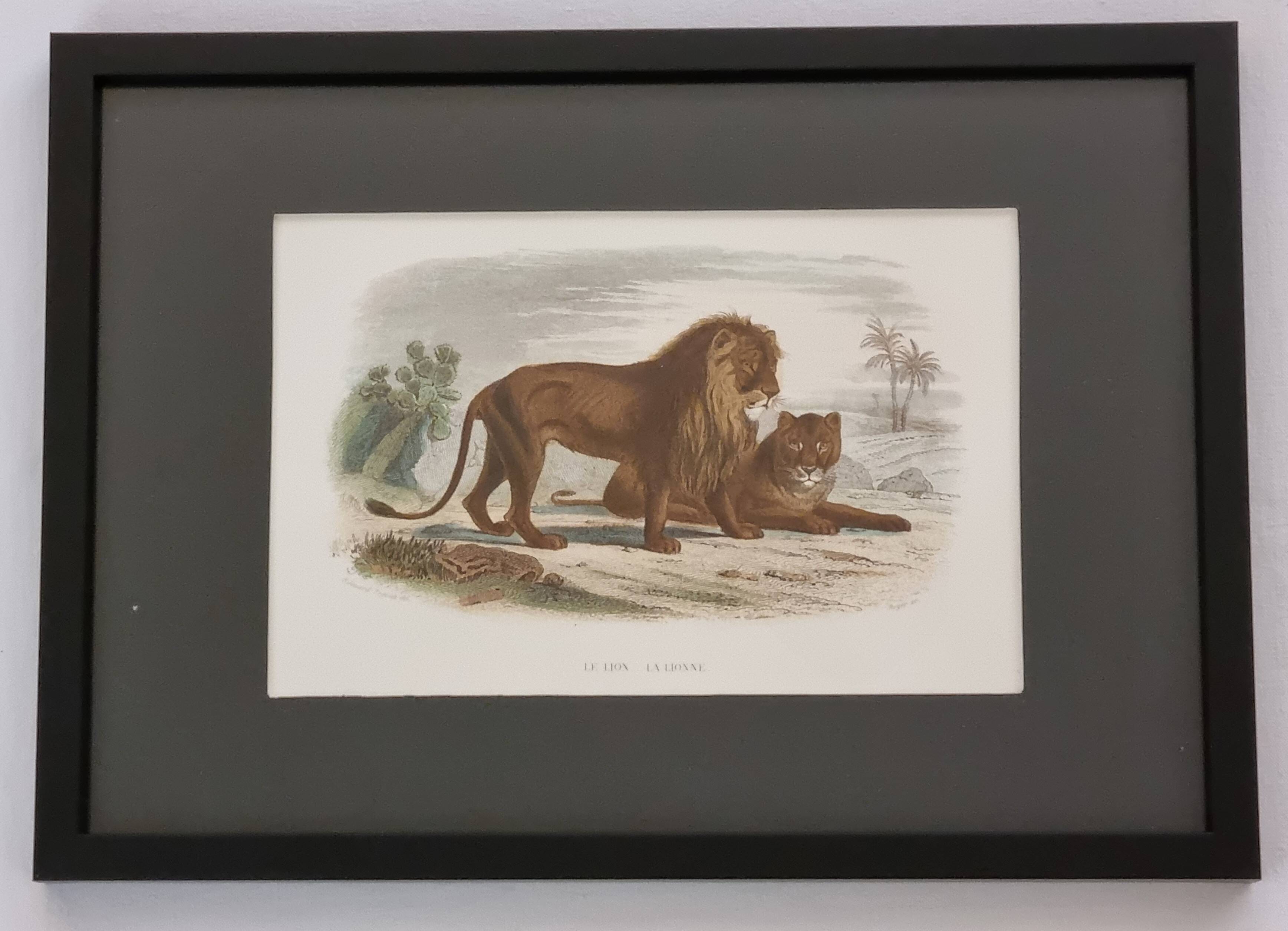 Framed vintage engraving – The Lion and the Lioness, after Buffon, 23 x 32 cm