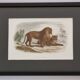 Framed vintage engraving – The Lion and the Lioness, after Buffon, 23 x 32 cm