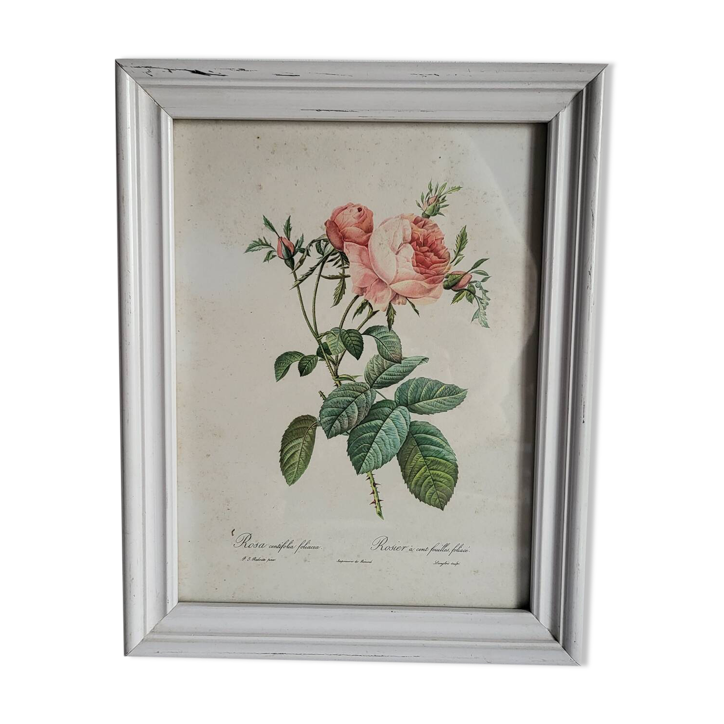 PJ Redouté - illustration botanique - Rosier à cent feuilles, Imp de R