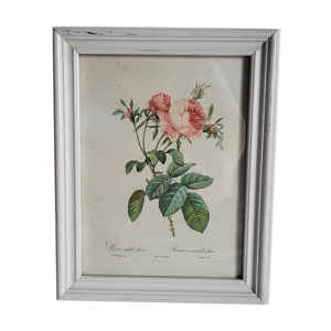 PJ Redouté - illustration