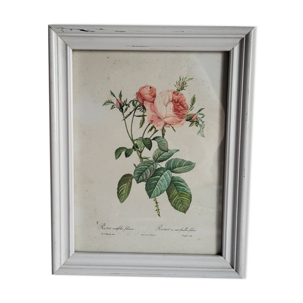 PJ Redouté - illustration botanique - Rosier à cent feuilles, Imp de R