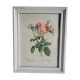 PJ Redouté - illustration botanique - Rosier à cent feuilles, Imp de R