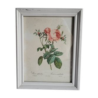 PJ Redouté - botanical illustration - Hundred-leaf rose, Imp of R