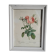 PJ Redouté - illustration botanique - Rosier à cent feuilles, Imp de R