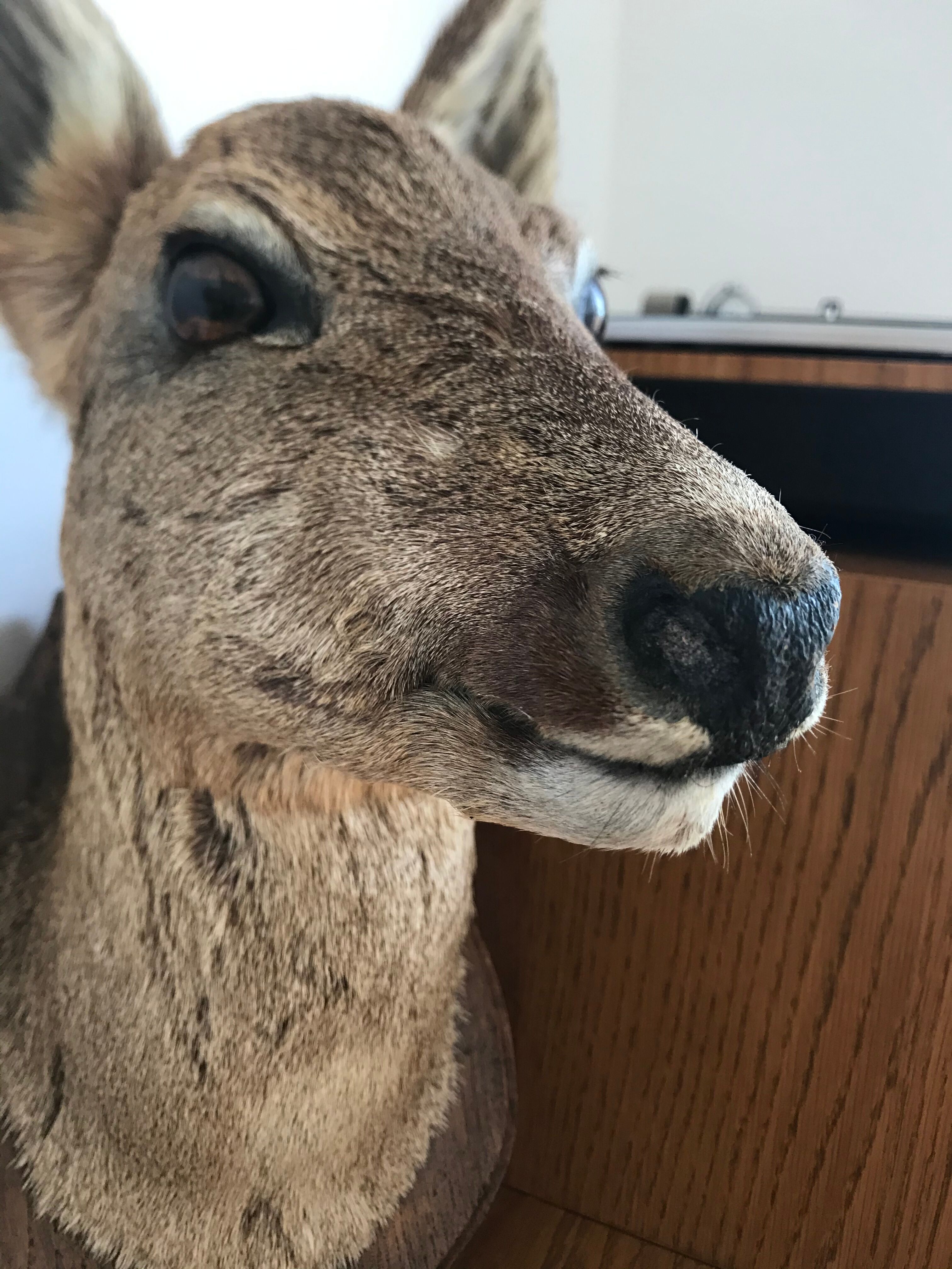 Taxidermy deer head