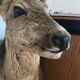 Taxidermy deer head