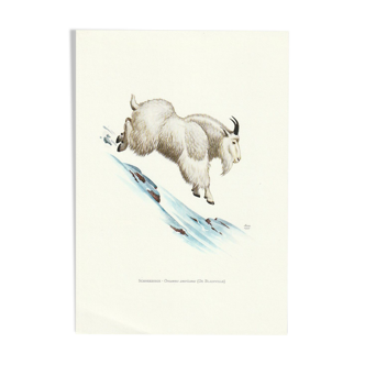 Vintage school print of a snow goat