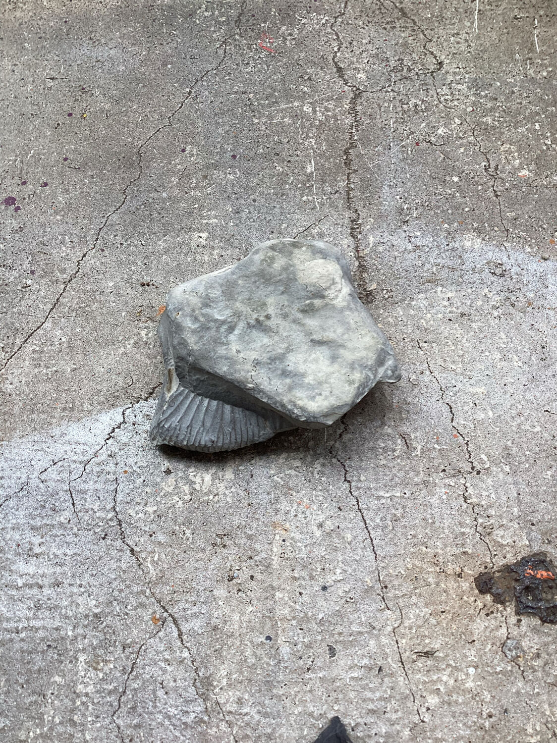 Gray ammonite fossil