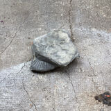 Fossile ammonite gris