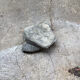 Gray ammonite fossil