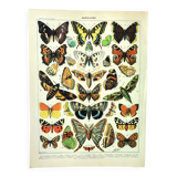 Antique engraving 1897 A. Millot - Butterflies of Europe, insects, entomology