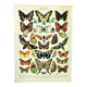 Antique engraving 1897 A. Millot - Butterflies of Europe, insects, entomology