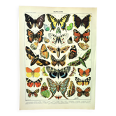 Antique engraving 1897 A. Millot - Butterflies of Europe, insects, entomology