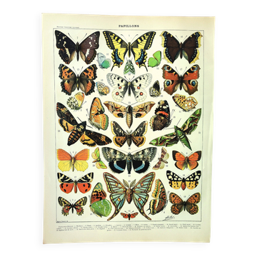 Antique engraving 1897 A. Millot - Butterflies of Europe, insects, entomology
