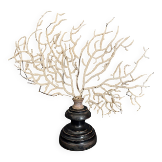 Cabinet de Curiosités gorgone blanche eunicella verrucosa sur socle