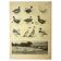 Lithographie ancienne 1921 - Canard, races de ferme - gravures oiseaux