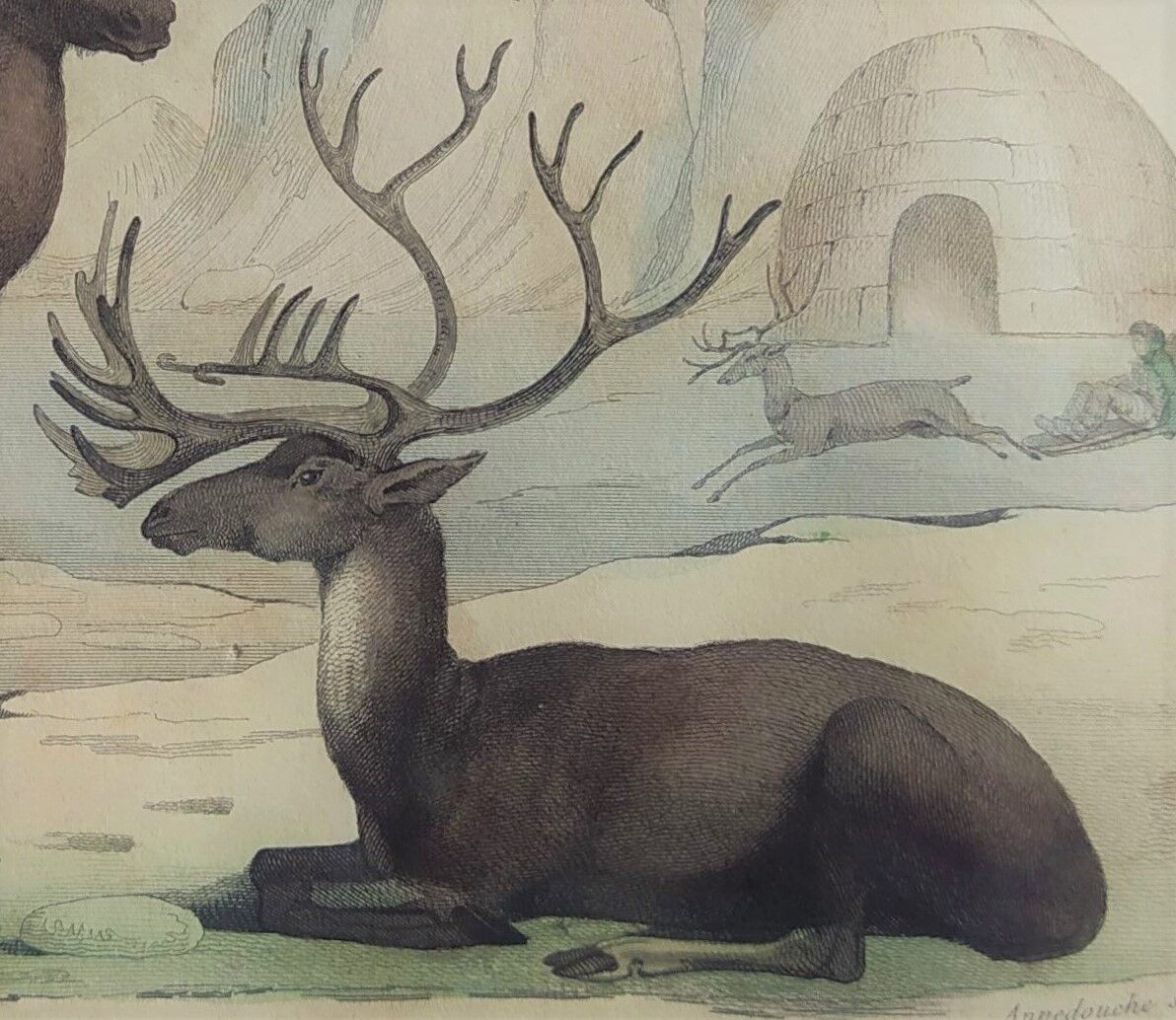Original Zoological Board " Elan & Reindeer - Buffon 1836