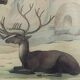 Planche Zoologique Originale " Elan & Renne - Buffon 1836