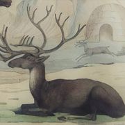 Original Zoological Board " Elan & Reindeer - Buffon 1836