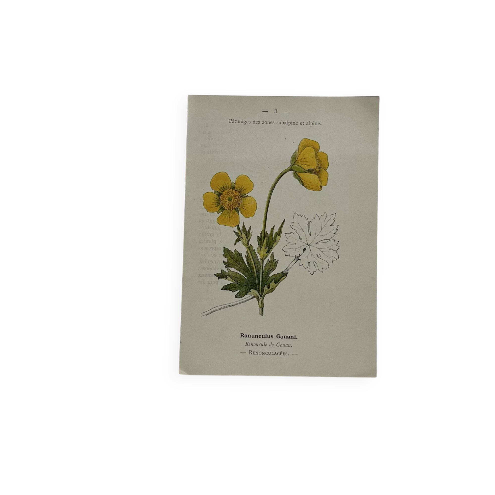 Botanical panache naturalist engraving scientific lithograph plant flower