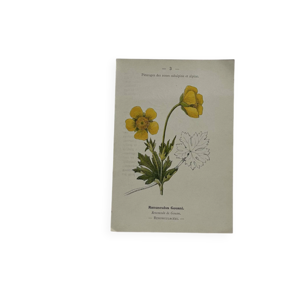 Panache botanique gravure naturaliste litho scientifique plante fleur